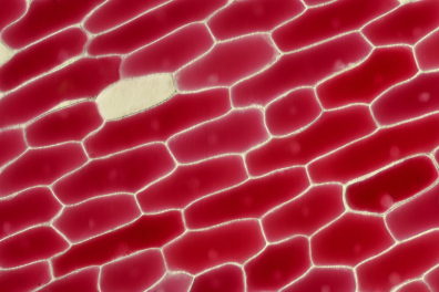 Cellules d'épiderme d'Oignon rouge x25